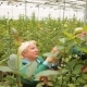 Gardener Woman Grows And Cares For Roses In The Greenhouse - VideoHive Item for Sale