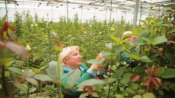 Gardener Woman Grows And Cares For Roses In The Greenhouse