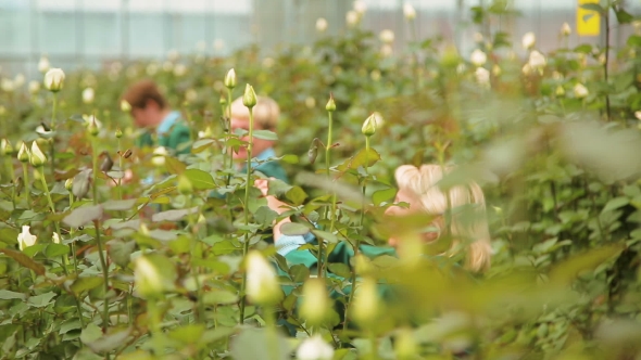 The Cultivation And Care Of Dutch Roses alt