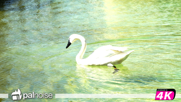 Swan White Swimming