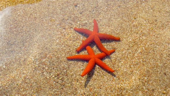 Starfish