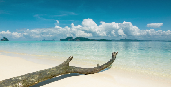 Beach With Old Tree On Sand