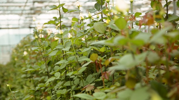 Blooming White Roses on the Bushes alt