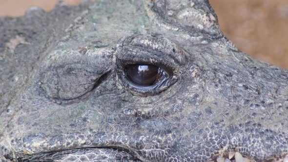 Dwarf Crocodile Closing Eye alt