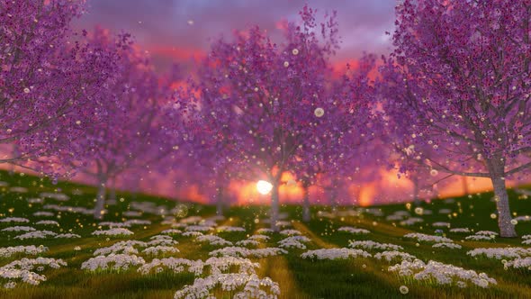 Cherry Blossom With Beautiful Nature Background