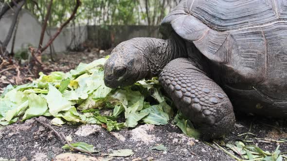 Huge Aldabra Giant Tortoise Eats Green Leaves in the Reserve Zanzibar Africa alt