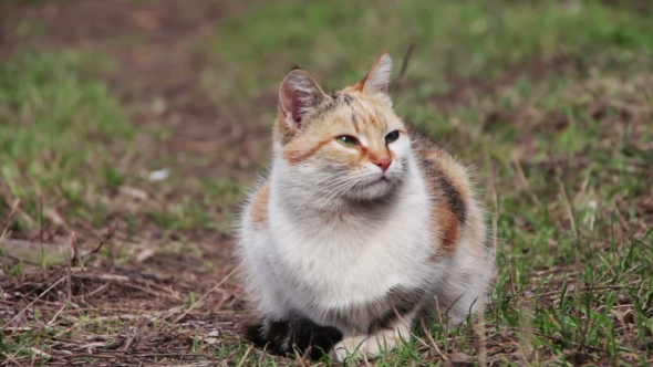 Homeless Cat On The Street alt