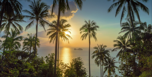 Tropical Sunset With Palms