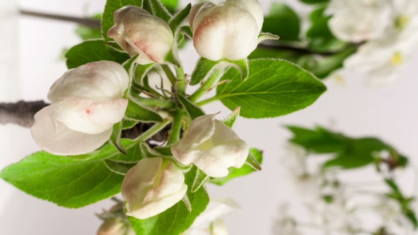  Video Of An Apple Flower Blossoming  alt