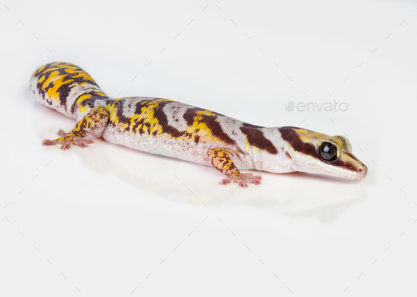 Castelnau Velvet Gecko - Stock Photo - Images