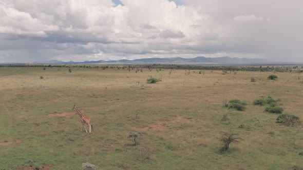 Giraffe on a wildlife safari holiday in African savanna and plains landscape in Laikipia, Kenya. Aer
