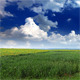 Green Field - VideoHive Item for Sale