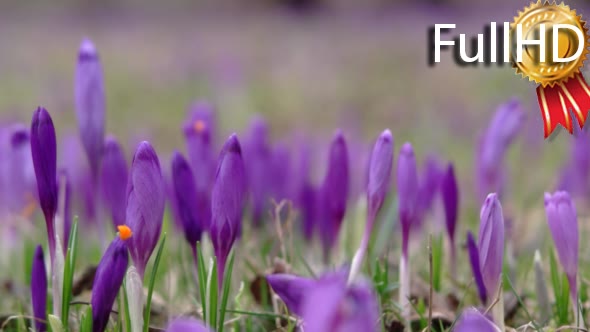 Filed of Purple Crocus Flowers in Spring