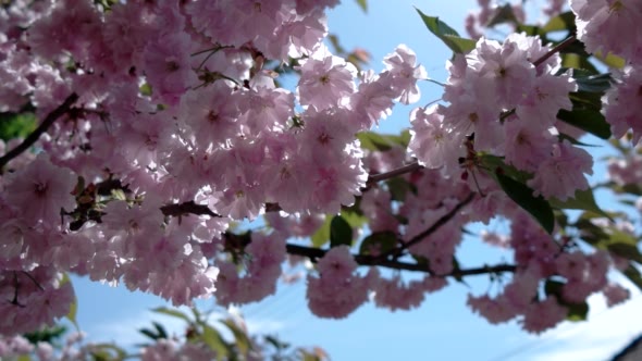 Japanese Cherry Sakura Branch Blossoming