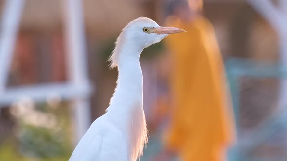 White Cattle Egret Wild Bird Also Known As Bubulcus Ibis Walking on Green Lawn in Summer alt