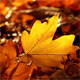 Autumn Foliage - VideoHive Item for Sale