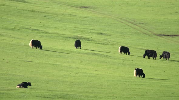 Herd of Yak Under Hot Weather alt