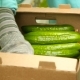Harvest Cucumbers And Put In a Box - VideoHive Item for Sale