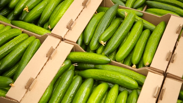 Cucumbers In a Box