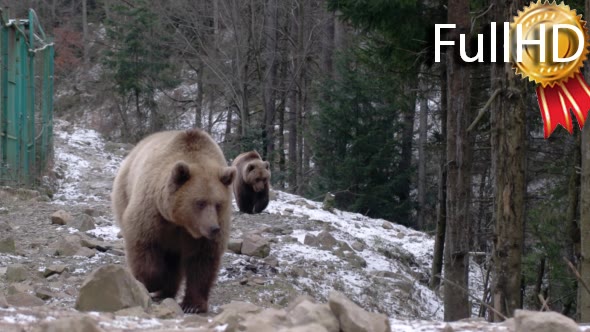 Two Brown Bears, Elooking For Food, Wilderness