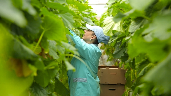 Woman Agronomist Harvests Cucumbers