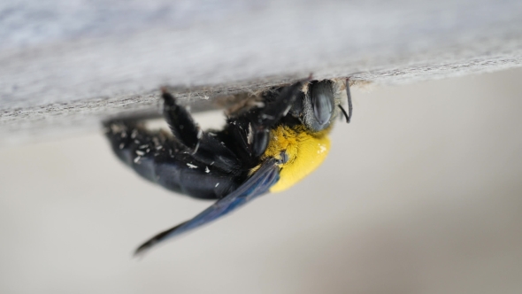 Black And Yellow Hornet Making a Hole In a Wood alt