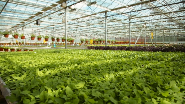 Growing Seedlings In The Greenhouse, Stock Footage | VideoHive