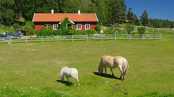 Horse Grazing on Grass, Scandinavian Village near Stockholm