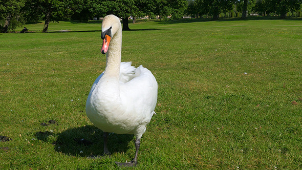 White Swan on Grass