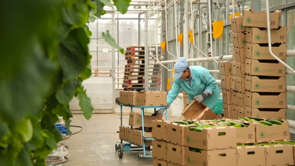 Folding Crop of Cucumbers in the Box For Further Delivery To the Shops alt