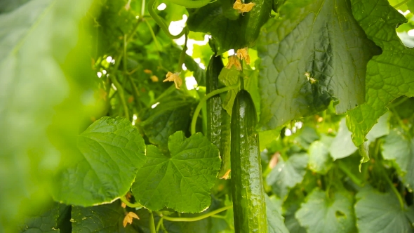 Ripe Crop Of Cucumbers