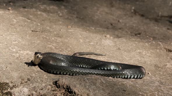 Slow Motion of a Large Black Snake Writhing on a Rock Looking Into the Camera Sticks Out Its Tongue