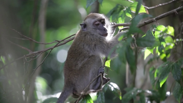 Monkey Hanging On The Branch