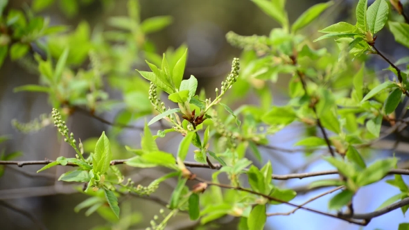 Bird Cherry In The Early Spring