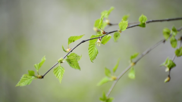Young Spring Leaves on  Birch Tree in the Wind