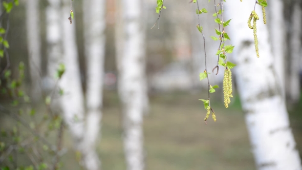 Birch Branch With Catkins In Early Spring