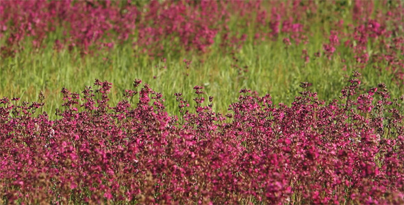 Purple Wildflowers in the Meadow
