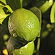 Limes On a Lime Tree - VideoHive Item for Sale