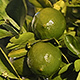 Water Pouring Over Fresh Limes On a Lime Tree - VideoHive Item for Sale