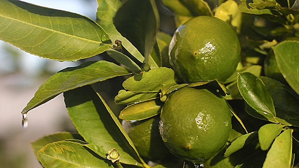 Water Pouring Over Fresh Limes On a Lime Tree