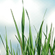 Grass and Sky 01 - VideoHive Item for Sale