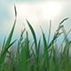 Grass and Sky 02 - VideoHive Item for Sale
