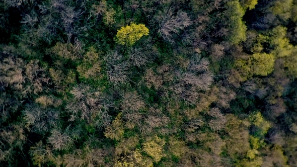 Aerial Spring Forest 2 alt