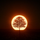 Tree at Sunrise - VideoHive Item for Sale
