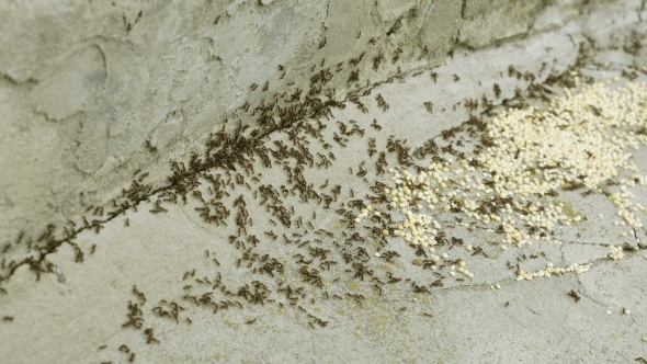 Ants Run On The Concrete Floor With Millet Grains