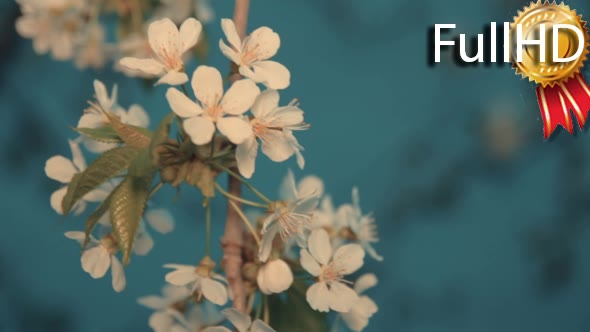 Spring Cherry Tree Blossoms alt