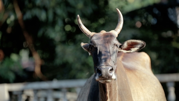 Indian Cow By The Road alt