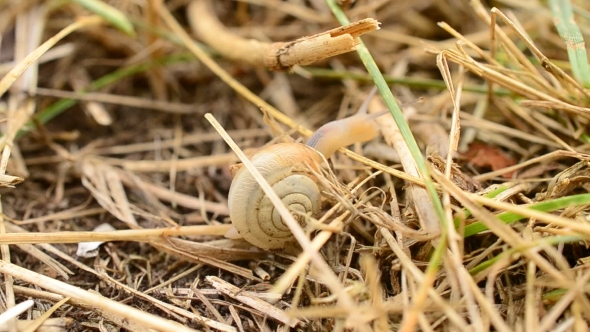 Snail With Shell Crawls On Dry Grass Or Straw