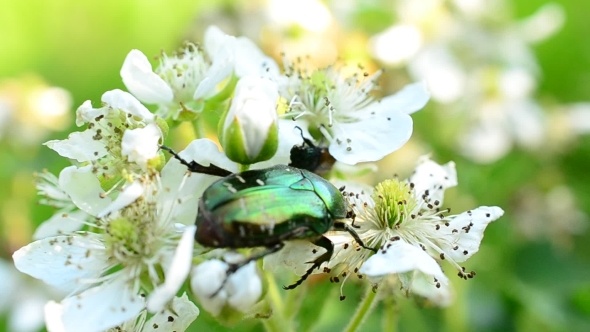 Flower Chafer Beetle Forages On Beautiful Blackberry Flowers