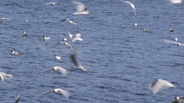 Many Seagulls Flying and Crying Over Blue Water